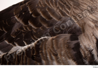 Greater white-fronted goose Anser albifrons back feathers wing 0002.jpg
